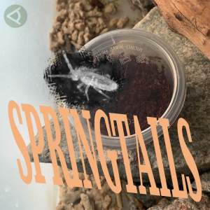 Tropical springtails of 50+