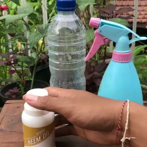 Ekstrak Neem Oil ( Biji Mimba ) 125ml - Pestisida Nabati - Pengontrol Hama Tanaman