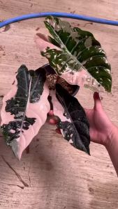 [Alocasia] Chantrieri Pink Variegated Keladi Premium Selected Home Plant Rare Plants 海芋