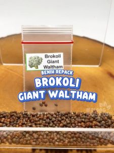 Benih Brokoli Giant Waltham Unggulan Berkualitas bibit biji repack sayuran sayur bunga kol besar jumbo hydroponik hidroponik