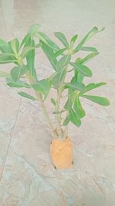 1 cây sứ thái giống gửi nguyên chậu