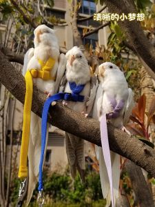 Ultra-light Elastic Parrot Bird Flying Harness Leash Clear Small Dream Brand Pet Accessories for Outdoor Training And Release