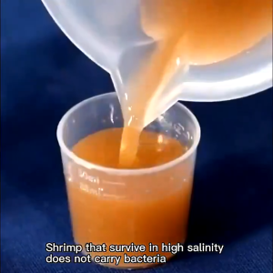 ชุดฟักไข่อาร์ทีเมีย ชุดอุปกรณ์เป่าไข่อาทีเมีย อุปกรณ์เป่าไข่อาทีเมีย อาหารปลากัด