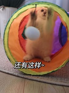 Cute Q cat tunnel outdoor cat toys for cats cat tunnel playground terowong kucing permainan kucing 猫玩具