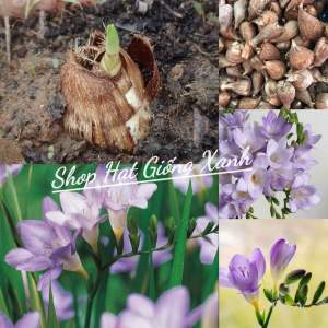 Củ giống hoa lan nam phi hoa tím trắng(1củ)- vì cây khỏe tỉ lệ nảy mầm cao