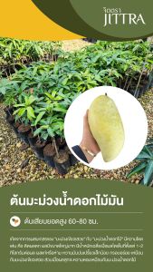 จิตตรา ต้นพันธุ์มะม่วงน้ำดอกไม้มัน เสียบยอดสูง 60-80 cm ปลูกปีเดียวติดลูก พร้อมส่ง เคลมฟรี ต้นพันธุ์ผลไม้ ต้นเตี้ย ผลดก