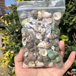 Jiaxun | Aquarium Decor Nitrate-Reducing Water Conditioning Hermit Crab Shell Replacement