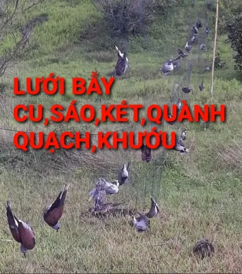 lưới tàng hình 30m 7p cao 6m 5 dây 4 túicucòkétkhướu