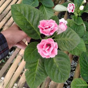 Tanaman Hias Bunga Gloxinia Double