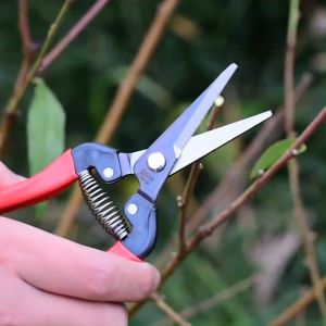 กรรไกรตัดกิ่ง ARS กรรไกรปากแหลม อุปกรณ์ในสวน เครื่องมือทำสวน