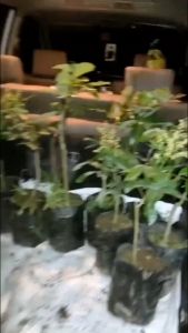 Bibit Kelengkeng Matalada Sudah Berbunga Hasil Okulasi Unggul