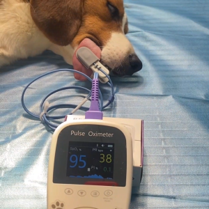 Berry BM1000A-I Veterinary Pulse Oximeter with Bluetooth SpO2 Sensors and App Connectivity