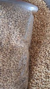 Lúa Mì Túi 1kg Dinh Dưỡng Cao Cho Gà Đá Hamster Vịt Chim - Không Bụi Sạch Sẽ