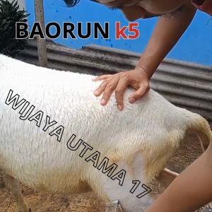 COD BaoRun K5: Alat Cukur Elektrik Bulu Hewan Pet Rechargeable