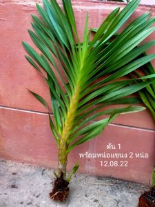 🚛 ส่งฟรี กล้วยไม้ว่านหางช้าง ต้นไม้มงคล ไซส์ใหญ่ กล้วยไม้ที่ใหญ่ที่สุดในโลก ดอกสีเหลืองปนน้ำตาล ลายเสือ ช่อดอกยาวประมาณ 1 เมตร (ยังไม่มีดอก) ต้นสวย ฟอร์มสวย ขนาดต้นสูงประมาณเกือบ 1 เมตร จำนวน 3-4 ต้นต่อ 1 กอ ตกแต่งบ้าน สวน 18+ ผู้ใหญ่ วัยทำงาน ทุกเพศ