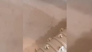 Tấm Trải Làm Nóng Thức Ăn Tại Bàn Mat & More Heating Food ZH-2301 Xếp Gọn Di Động - EuroHome