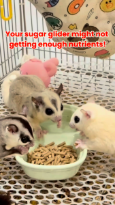[24HR SHIP] CARINO PETS SUGAR GLIDER SUPERFOOD 300G Premium Makanan Pellet Sugar Glider 蜜袋鼠 饲料 粮食