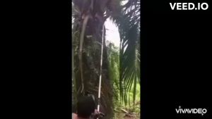 เครื่องตัดแต่งกิ่งก้านปาล์ม อุปกรณ์เก็บปาล์มน้ำมัน เสียม เคียวและใบเลื่อย ความยาวรวมคน 4.80 ม. ทำจากวัสดุเกรดดี สินค้ามีอนุสิทธิบัตร