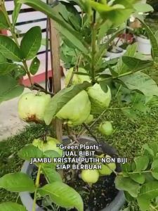 Bibit Jambu Kristal Putih Non Biji Kondisi Berbuah/Berbunga