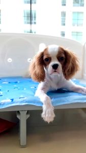 TOYA Ice Pad Pet Cooling Pad: A Must-Have for Your Pet's Summer Comfort