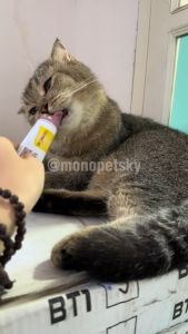 Gel Gimcat hỗ trợ tiêu búi lông và bổ sung dinh dưỡng cho mèo (50gr)