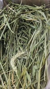 หญ้ากระต่าย แกสบี้ หญ้าวีทกราส ข้าวสาลีอบเกรดพรีเมียม