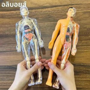 แบบจำลองลำตัวมนุษย์ โครงกระดูกมนุษย์ อวัยวะ วิทยาศาสตร์ เครื่องมือการเรียนรู้ทางปัญญา โครงกระดูกประกอบได้ ของเล่นเพื่อการศึกษา