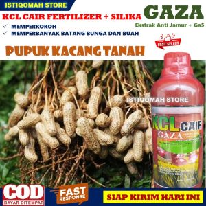 Pupuk Pelebat Buah Kacang Tanah KCL GAZA 500ML Pupuk NPK Cair untuk Mempercepat Pertumbuhan Tanaman Meningkatkan Kualitas dan Kuantitas Tanaman Sehingga Menghasilkan Buah Kacang Tanah yang Maksimal Bagus Murah TERLARIS