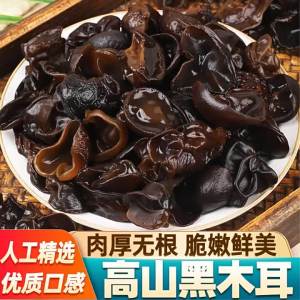 Fresh Cultivated Wood Ear Mushrooms For Cooking Dishes