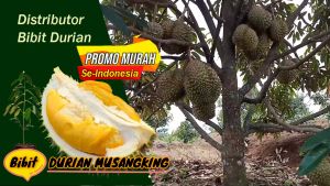 Bibit Durian Sertifikat Super Tembaga Musangking Montong Duri Hitam Ochee / Blackthorn Bawor