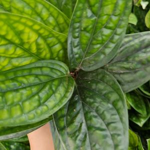 ❤ โปร 2.2 ❤ (3 กิ่งลด 5.-) พลูปีกนก ต้นไม้ปลูกน้ำ ต้นไม้เลี้ยงในน้ำ ไม้ฟอกอากาศ ต้นไม้ในร่ม เสริมสิริมงคล เสริมฮวงจุ้ย เสริมบารมี