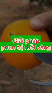ruồi vàng đục trái mận ruồi vàng đục trái xoài ... xua đuổi ruồi vàng nhện đỏ bọ trĩ