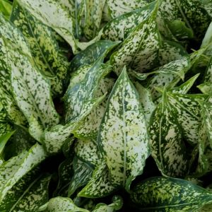 เพชรน้ำหนึ่ง อโกลนีมา ต้นไม้มงคล กระถาง 3 นิ้ว [แถมกาบมะพร้าวพร้อมปลูก] หมากผู้หมากเมีย ไม้มงคล ต้นไม้มงคลสวยๆ ไม้ประดับ ต้นไม้ในร่ม