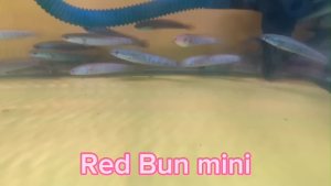LÓC VẢY RỒNG ĐỎ RED BARITO - PANGKALABUN - KATIGAN -- ĐỒNG KIỂM VỚI SHIPPER HOẶC QUAY VIDEO KHUI HỘP GỬI SHOP NẾU CÓ SỰ CỐ