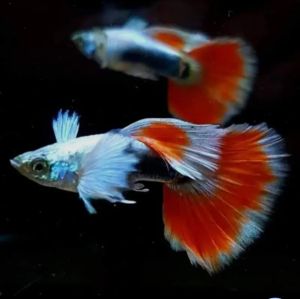 💥 PROMO 💥 Santa klaus Guppy 1 Pair