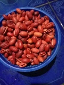 KULIT MELINJO SEGAR 1KG