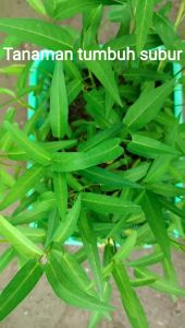 Benih Biji Bibit Kangkung Darat Kangkung Bangkok Kangkung Cabut 200 Butir