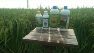 Pupuk Hantu Jagotani 500ml NPK Jimmy Hantu Hormon Tanaman Terbaik Pelebat Perangsan Pembuahan Buah Besar Padat Lebat Tidak Mudah Rontok Borste Buah Pupuk Buah Organik Cair Kompos Hayati Sayuran Buah Tanaman Hias Batang Keras Nitrogen Phospat Kalium Cair