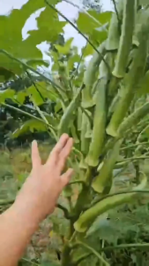 OKRA Seeds ( Smoth Camiling Variety)-Easy to Grow/High \Yield