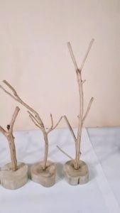 กิ่งลำไย ขนาด 20 - 50 cm. T0151 - T0155