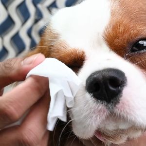 Petsup Pet Wipes 100pcs Hypoallergenic Alcohol Free Ear Eye Cleaning Grooming Wipes Soft Thick Wet Wipes for Paws Face Ears Body Coat Daily Cleaning Odor Removal Sensitive Skin Travel Friendly Pet Care Grooming Essentials for Dogs & Cats