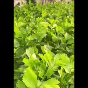 ขายปลีก ผักซอง ม้ารุ้ง Z152 ยี่หร่า (ใบรา) *แพ็ค 5 ซอง* เมล็ดพันธุ์ เมล็ดพันธุ์ลูกผสม เมล็ดพันธุ์ผัก ผักสวนครัว ตราม้ารุ้ง กลิ่นหอม รสเผ็ด