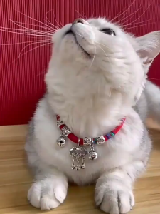 Vòng cổ Mèo phong cách Nhật Bản (mẫu mới) - Love Pets Shop