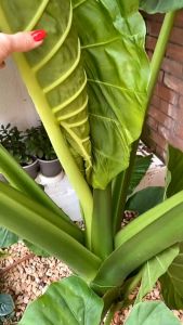 บอนกระดาดยักษ์ ต้นบอนยักษ์ ขนาด Mini