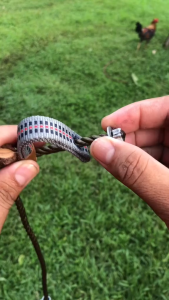 Chicken Rope/ Rooster Tie Cord / Tie Cord for Gamefowl Rooster