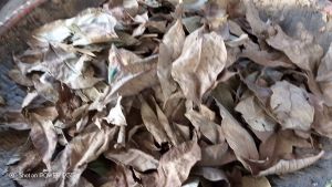 Daun Pala Kering Alami / Natural Dried Nutmeg Leaves