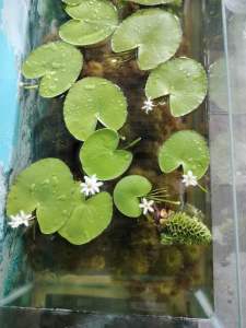 Lá thuỷ nữ trang trí hồ cá cảnh thuỷ sinh