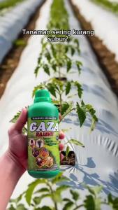 Booster Pupuk Cair Organik untuk Padi Pelebat Malai Hasil Panen Melimpah dan Subur