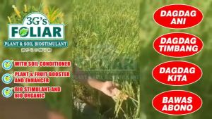 3Gs Super Foliar Fertilizer Japan Red Green Cap Organic Insecticide & Growth Enhancer for Plants Power Growth Pampabulaklak Speed Lush Rice Corn Eggplant Vegetables Flowering Complete Liquid Fertilizer Sticker 250 500 mL 1 Liter | Philippines Store