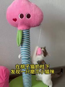 FURRYBUM | Đồ Chơi Gãi Cho Mèo Hình Đào Không Bong Tróc
